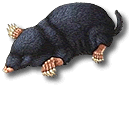 Mole