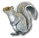 Squirrel