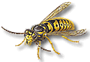 Wasp